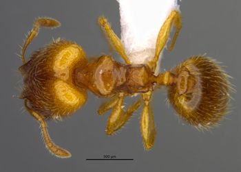 Media type: image;   Entomology 36159 Aspect: habitus dorsal view